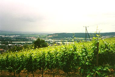 view over Convent vinyards across the Rhine towards Bingen