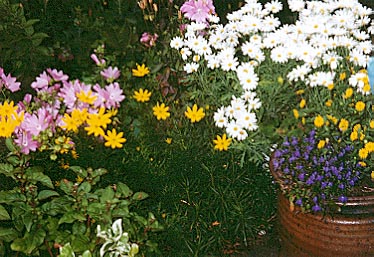 flower garden