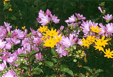 flower garden