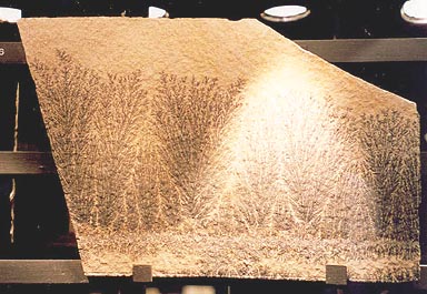 Jura Museum, fossils