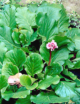 a garden