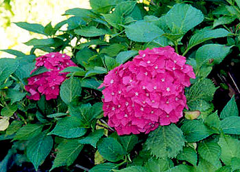 a garden