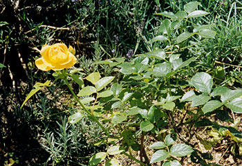 a garden