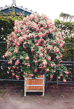 a Fuchsia tree greated us at the entrance