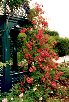 Rosegarden