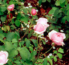 English Tea Rose