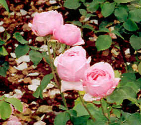 English Tea Rose