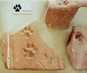 dog's paw imprint